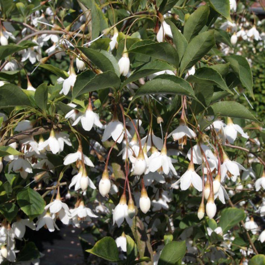 Styrax japonica Fragrant Fountain