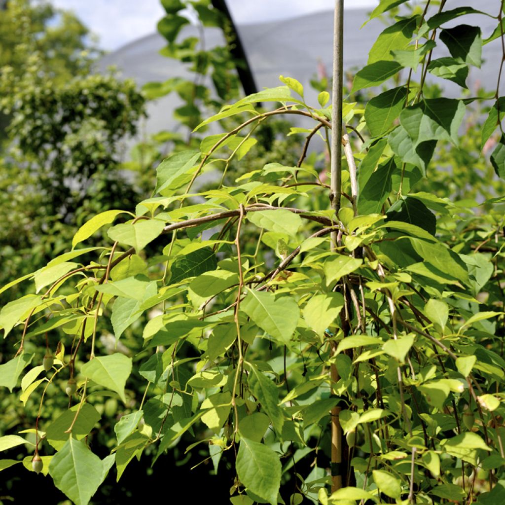 Styrax japonica Fragrant Fountain