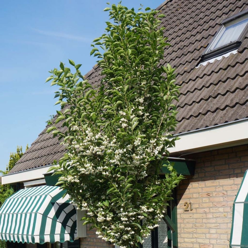 Styrax japonicus June snow - Styrax japonais