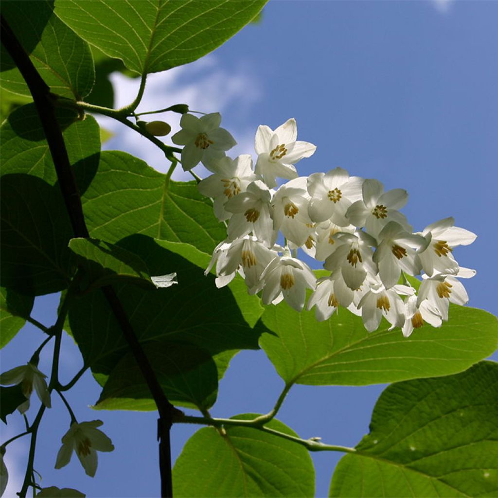 Styrax obassia - Styrax à grandes feuilles