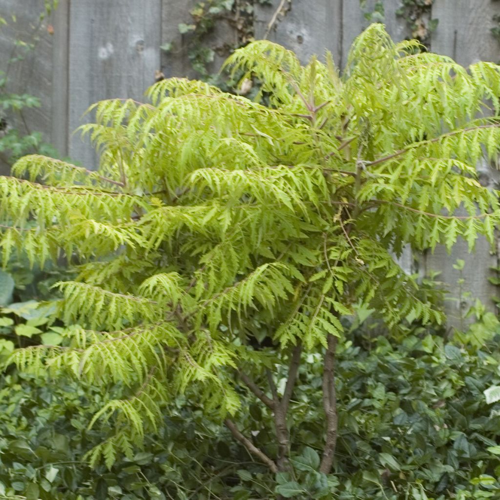 Sumac de Virginie Tiger Eyes