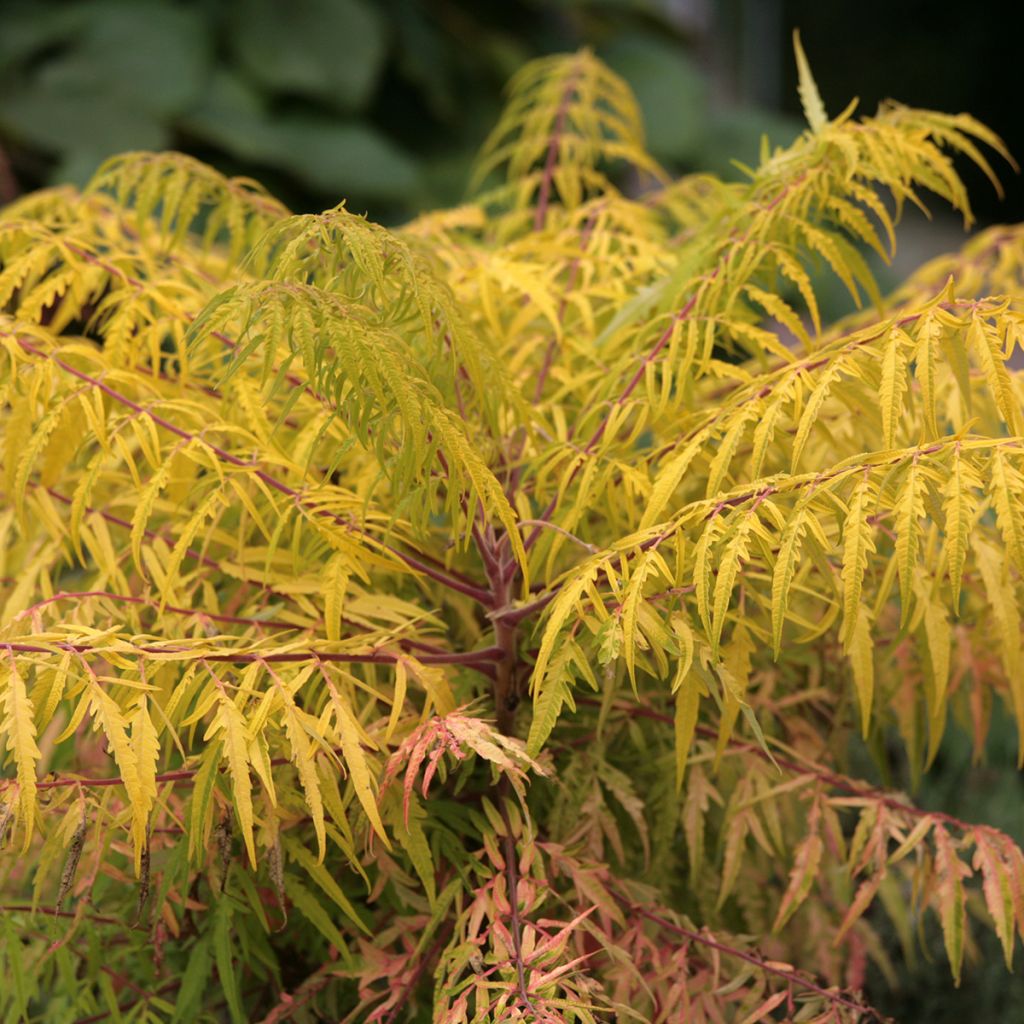 Rhus typhina Tiger Eyes - Sommaco maggiore