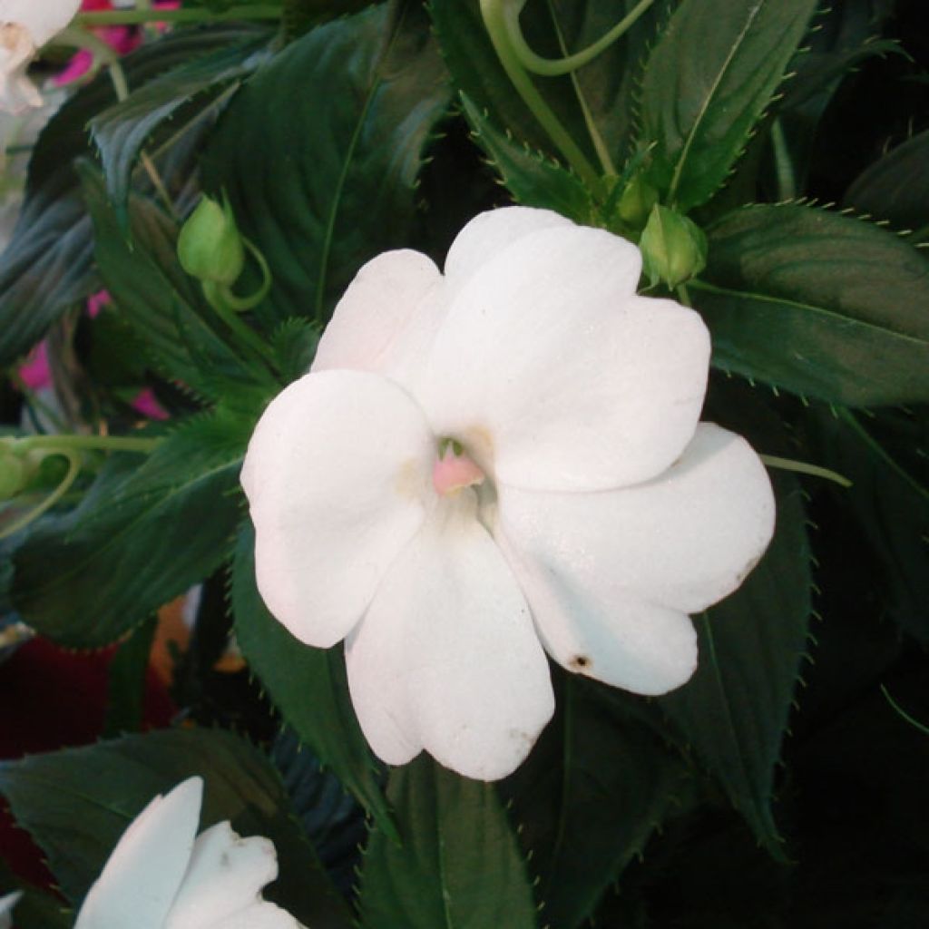 Impatiens Sunpatiens compact Blanc