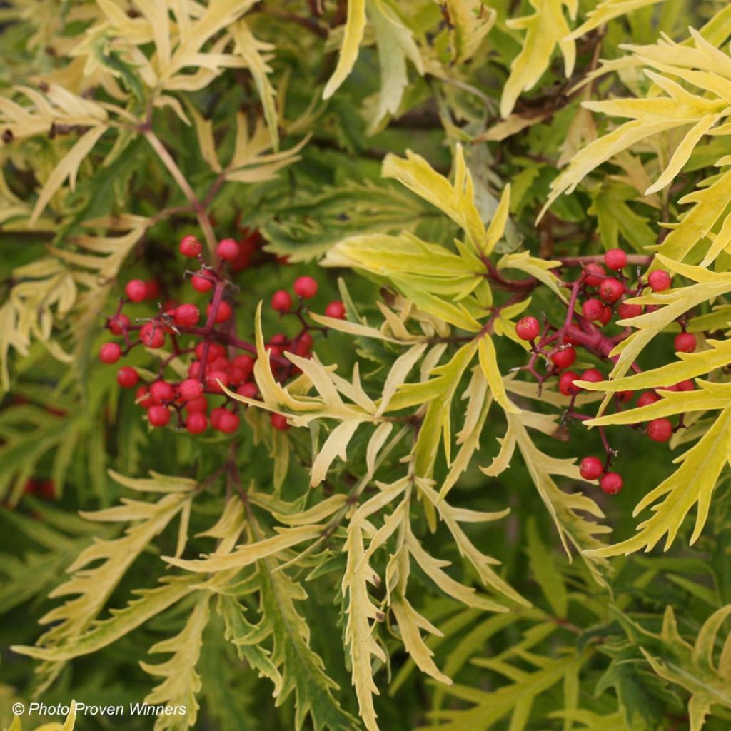 Sureau Lemony Lace - Sambucus racemosa