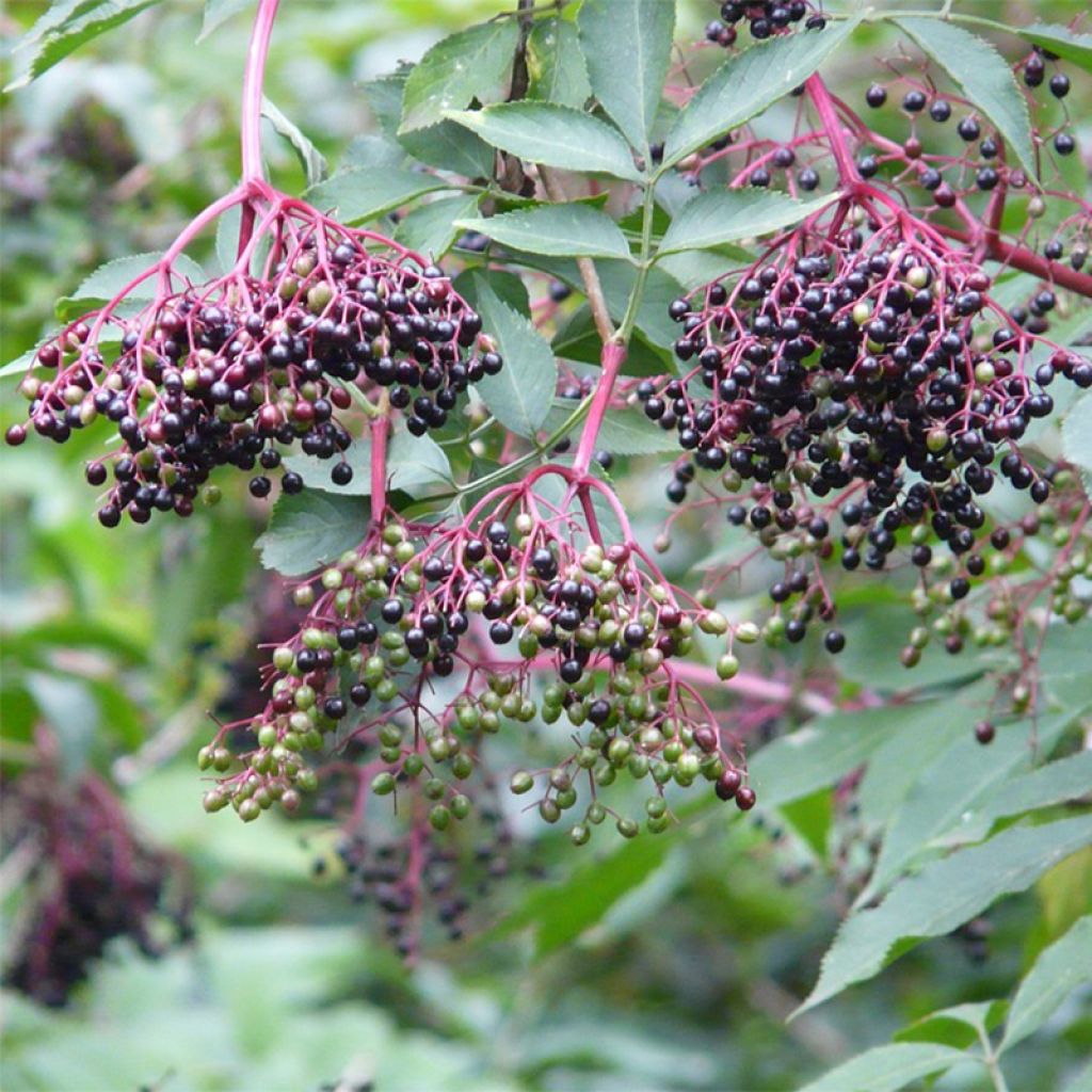 Sambucus nigra Korsor - Sambuco