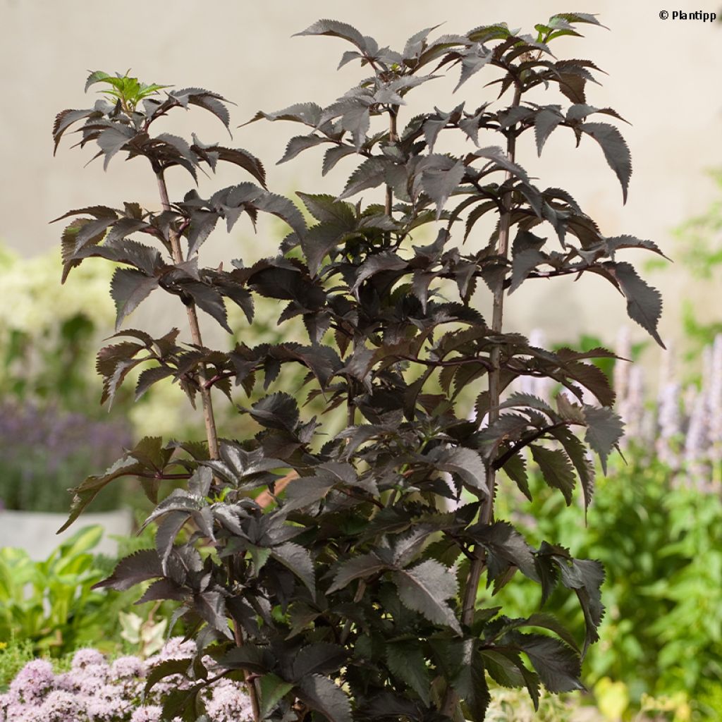 Sureau noir - Sambucus nigra Black Tower