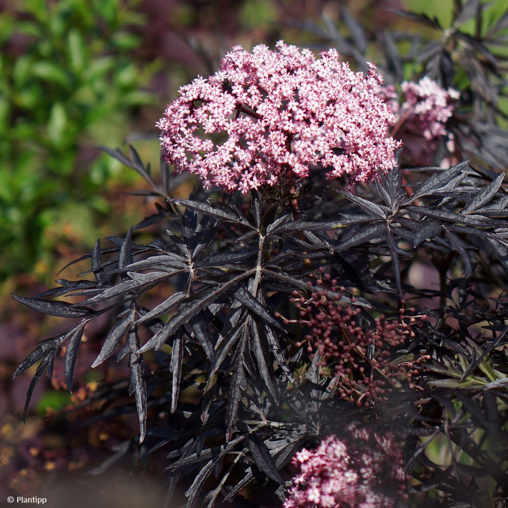 Sambuco nero Cherry Lace