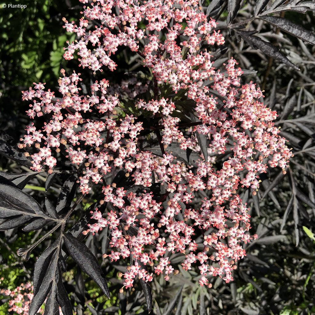 Sambuco nero Cherry Lace