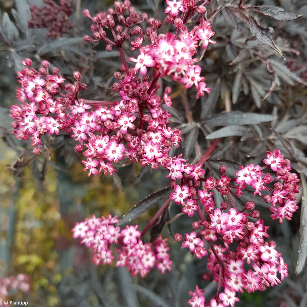 Sambuco nero Cherry Lace