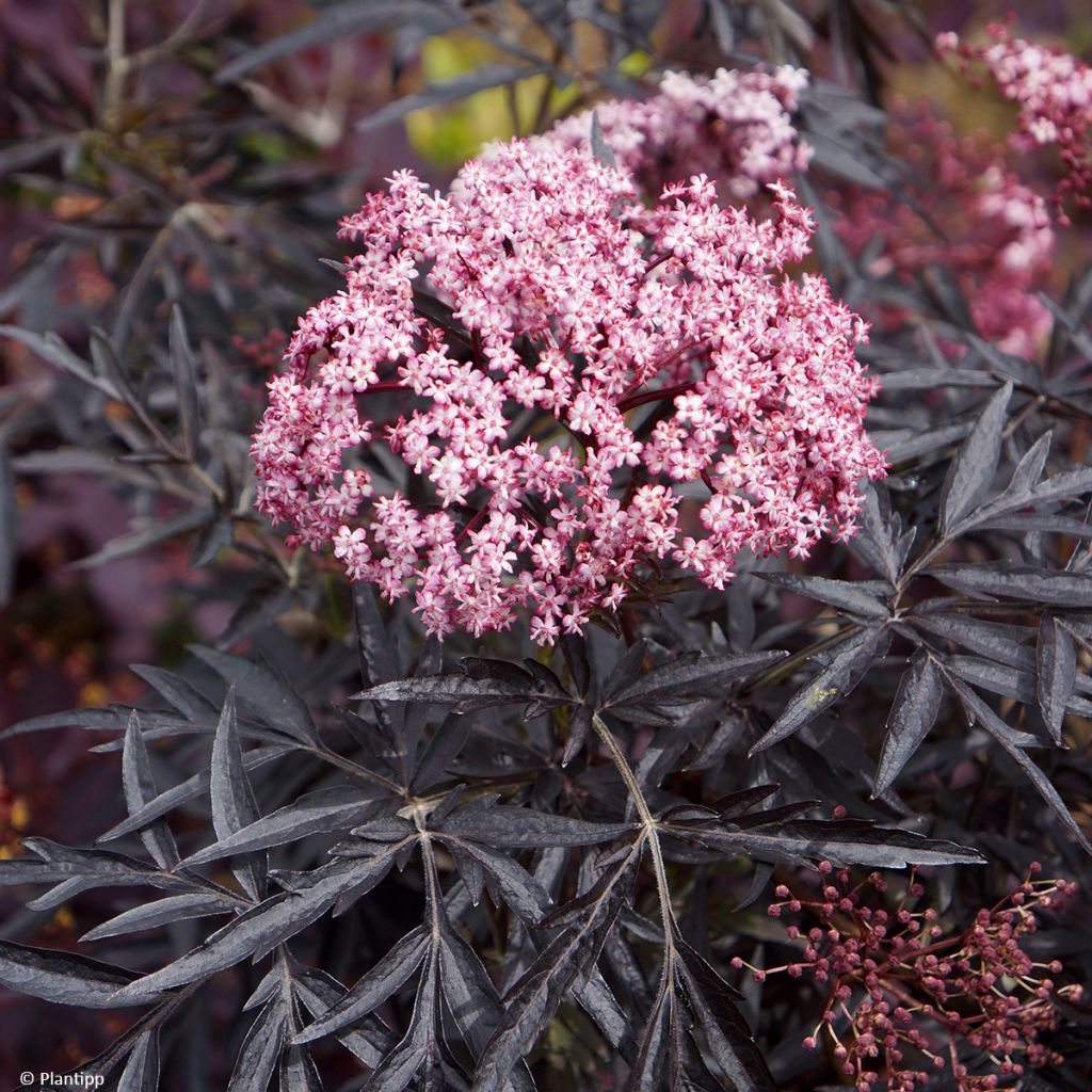 Sambuco nero Cherry Lace