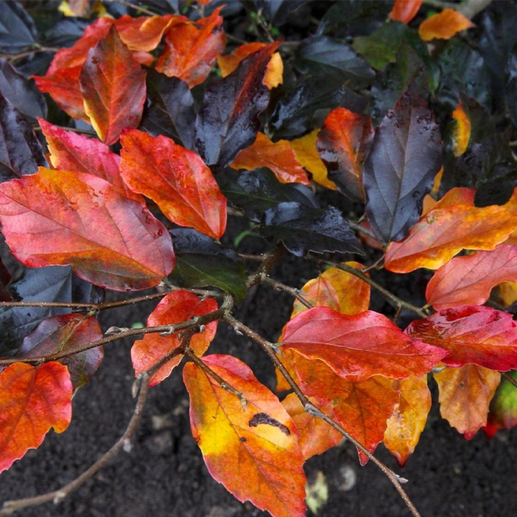 Sycoparrotia semidecidua Autunno Rosso