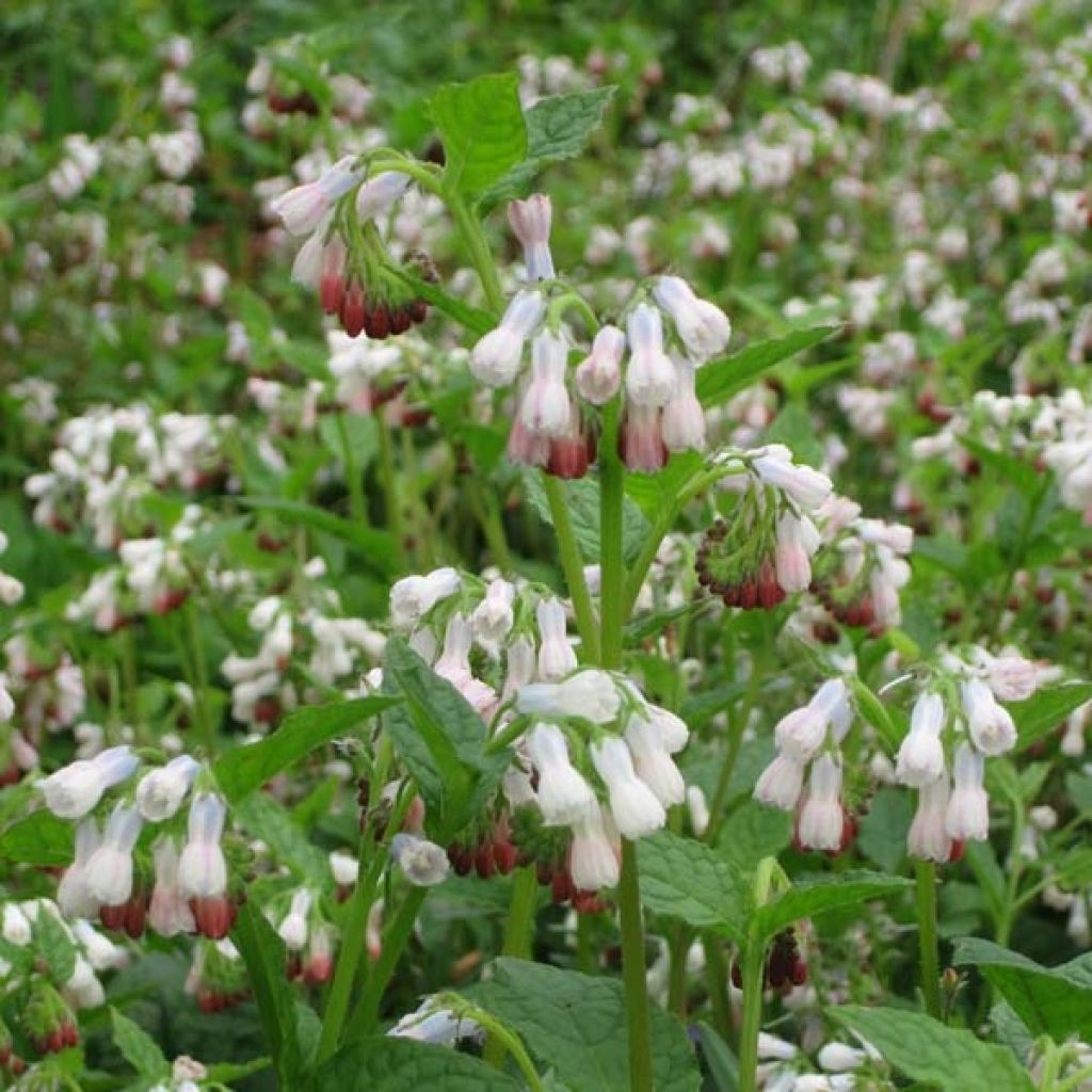 Symphytum grandiflorum Hidcote Pink - Consolida a grandi fiori