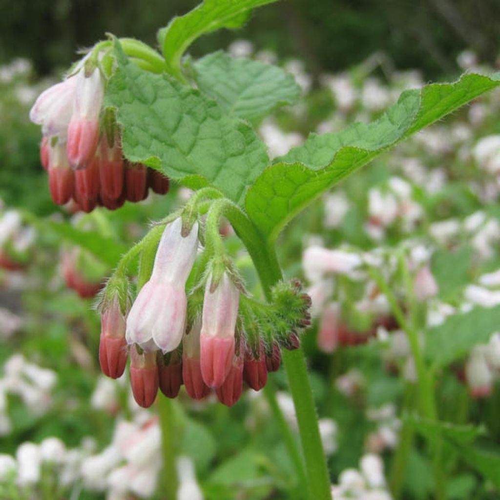 Symphytum grandiflorum Hidcote Pink - Consolida a grandi fiori