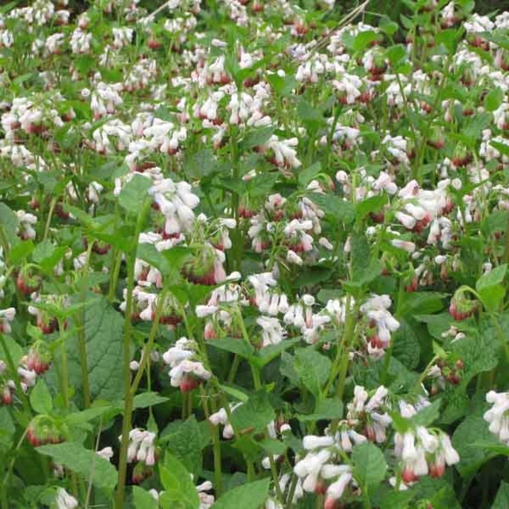 Symphytum grandiflorum Hidcote Pink - Consolida a grandi fiori