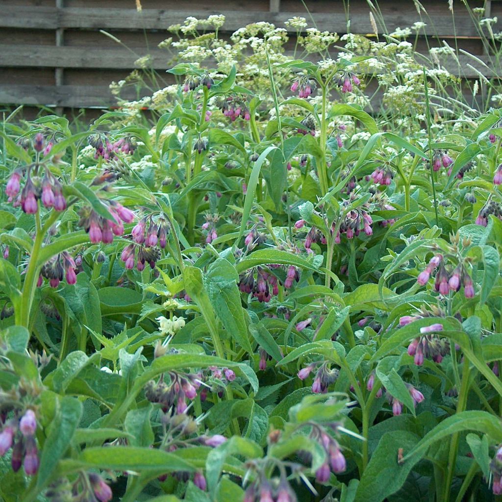 Symphytum officinale (piante) - Consolida maggiore