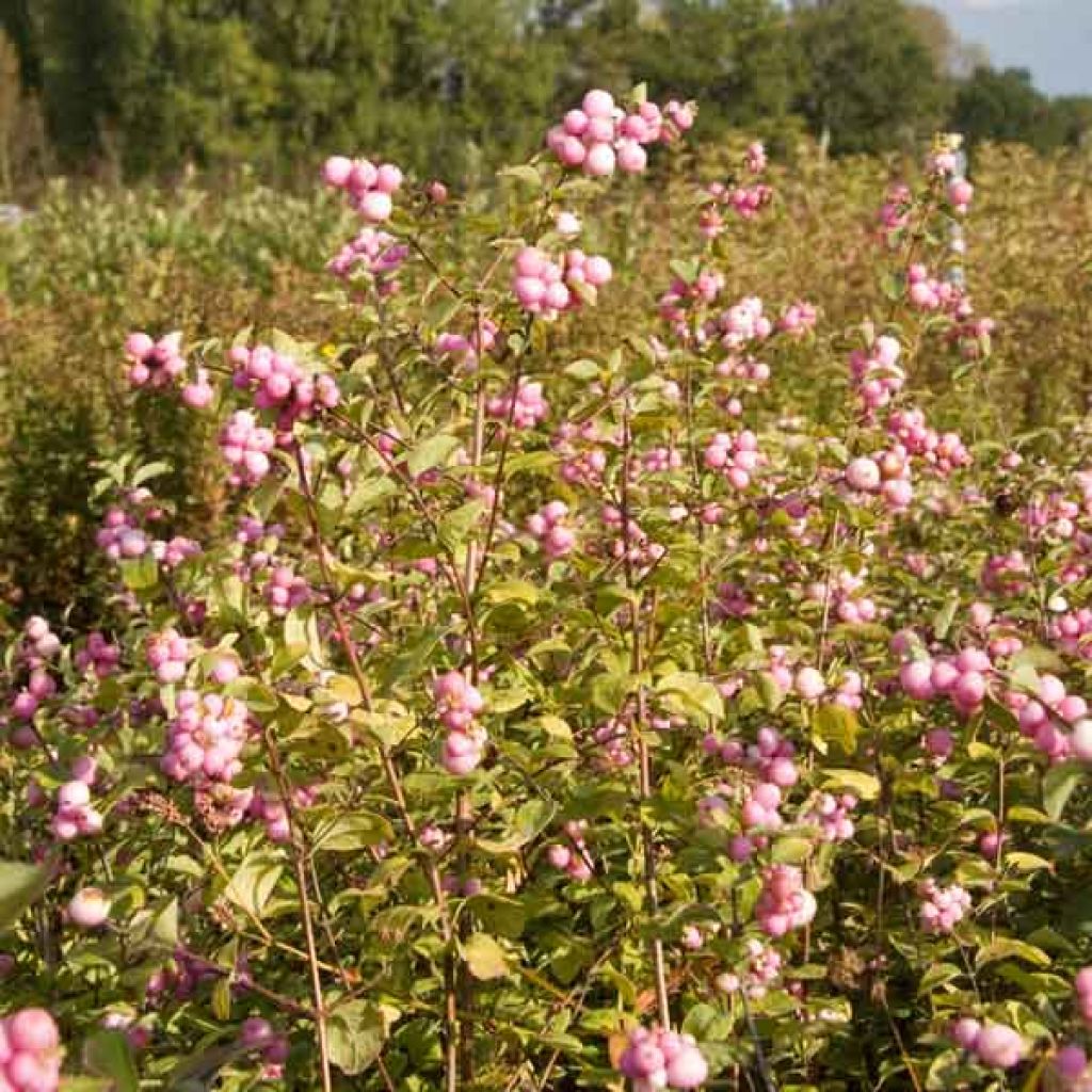 Symphorine, Symphoricarpos doorenbosii Amethyst