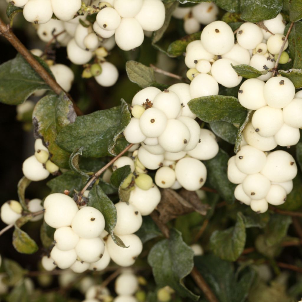 Symphoricarpos oreophilus - Sinforicarpo