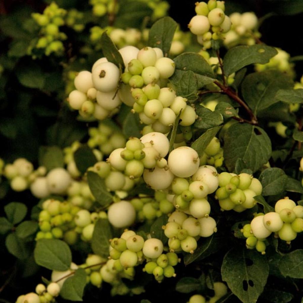 Symphorycarpos doorenboosii White Hedge - Sinforicarpo