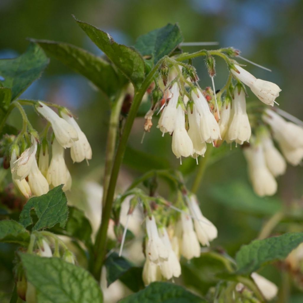 Symphytum grandiflorum - Consolida a grandi fiori