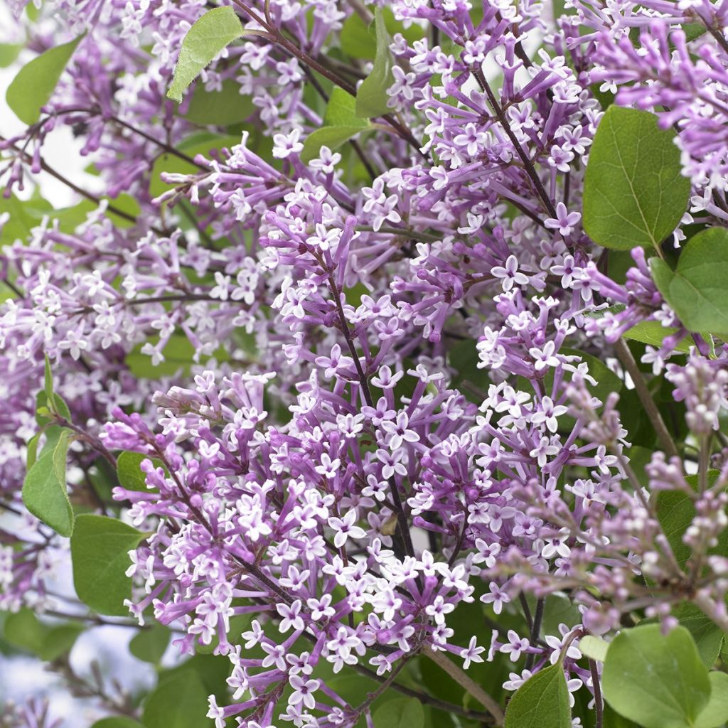 Syringa meyeri Flowerfesta Purple - Lillà nano