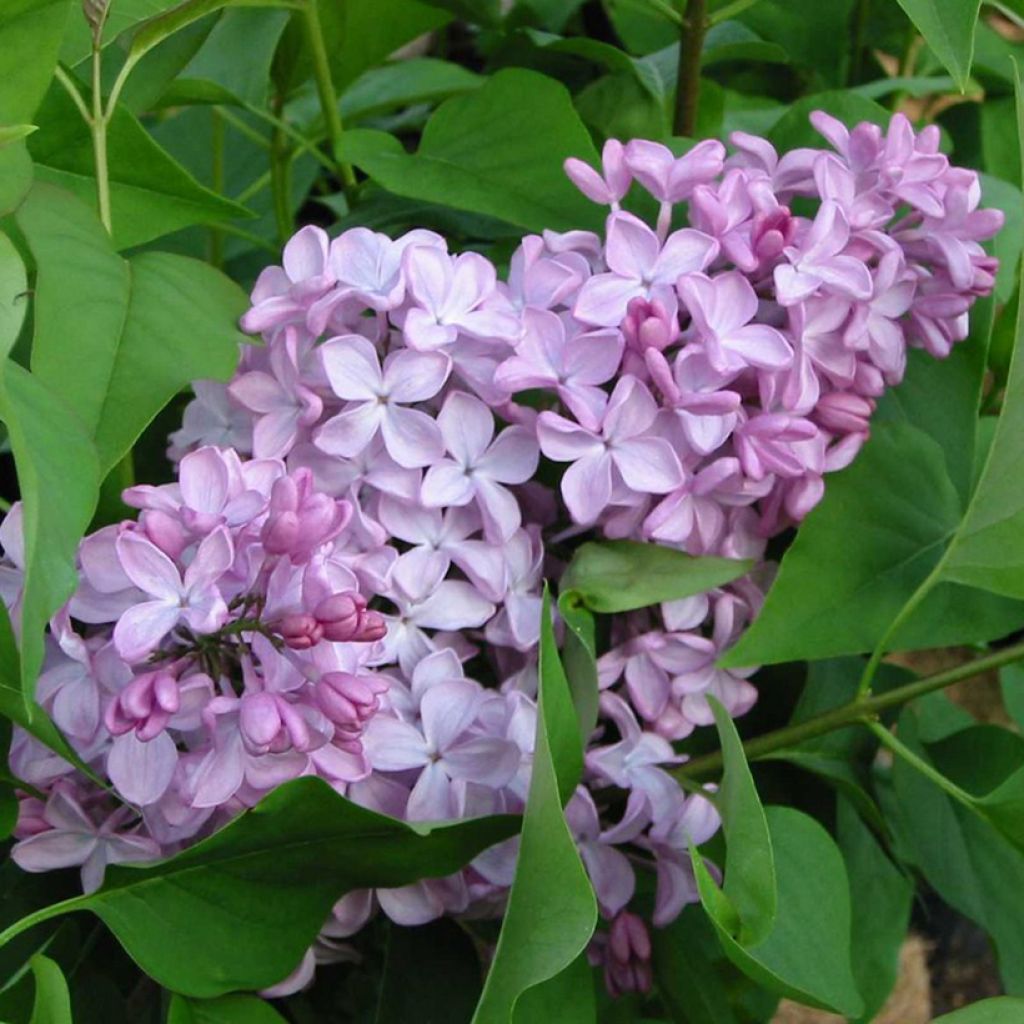 Syringa (x) hyacinthiflora Esther Staley - Lillà