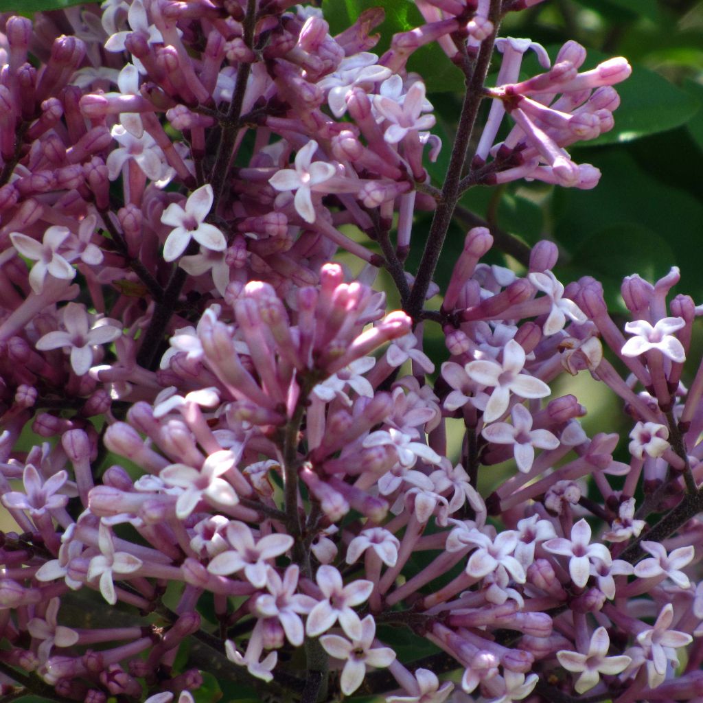 Lilas - Syringa meyeri Palibin