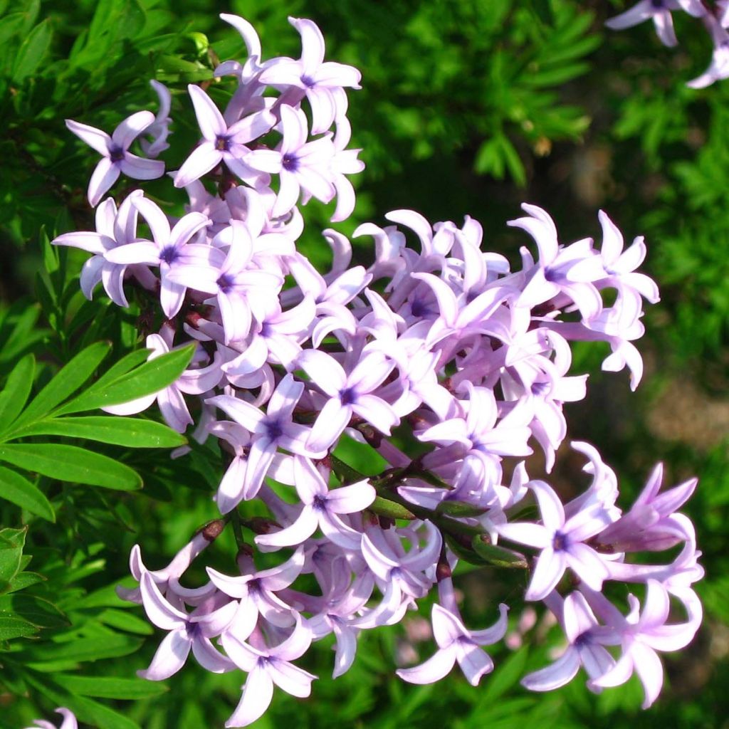 Lilas de Perse - Syringa persica Laciniata