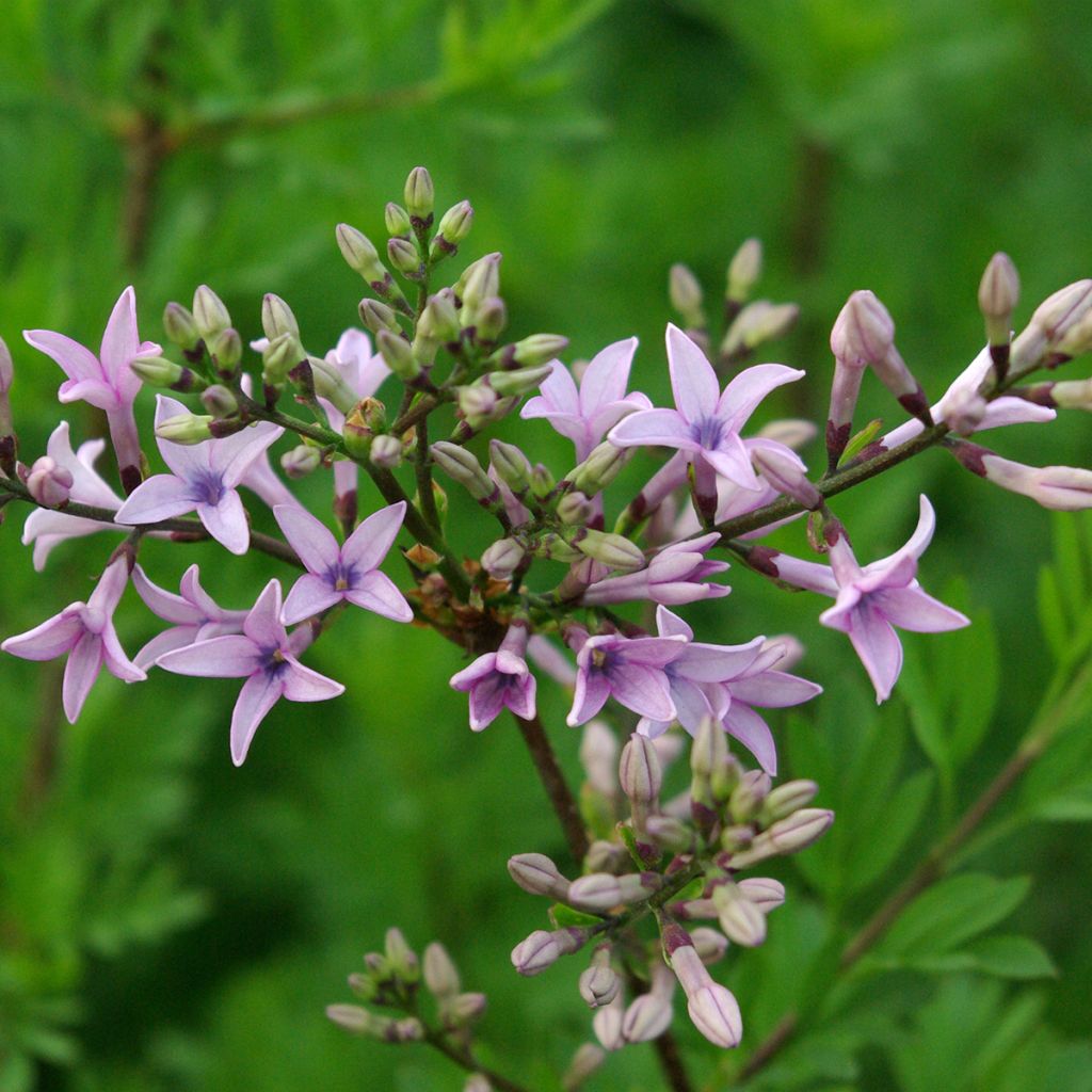 Syringa protolaciniata Kabul - Lillà