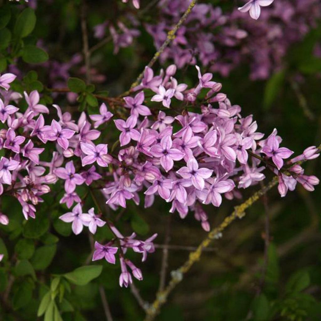 Syringa protolaciniata Kabul - Lillà