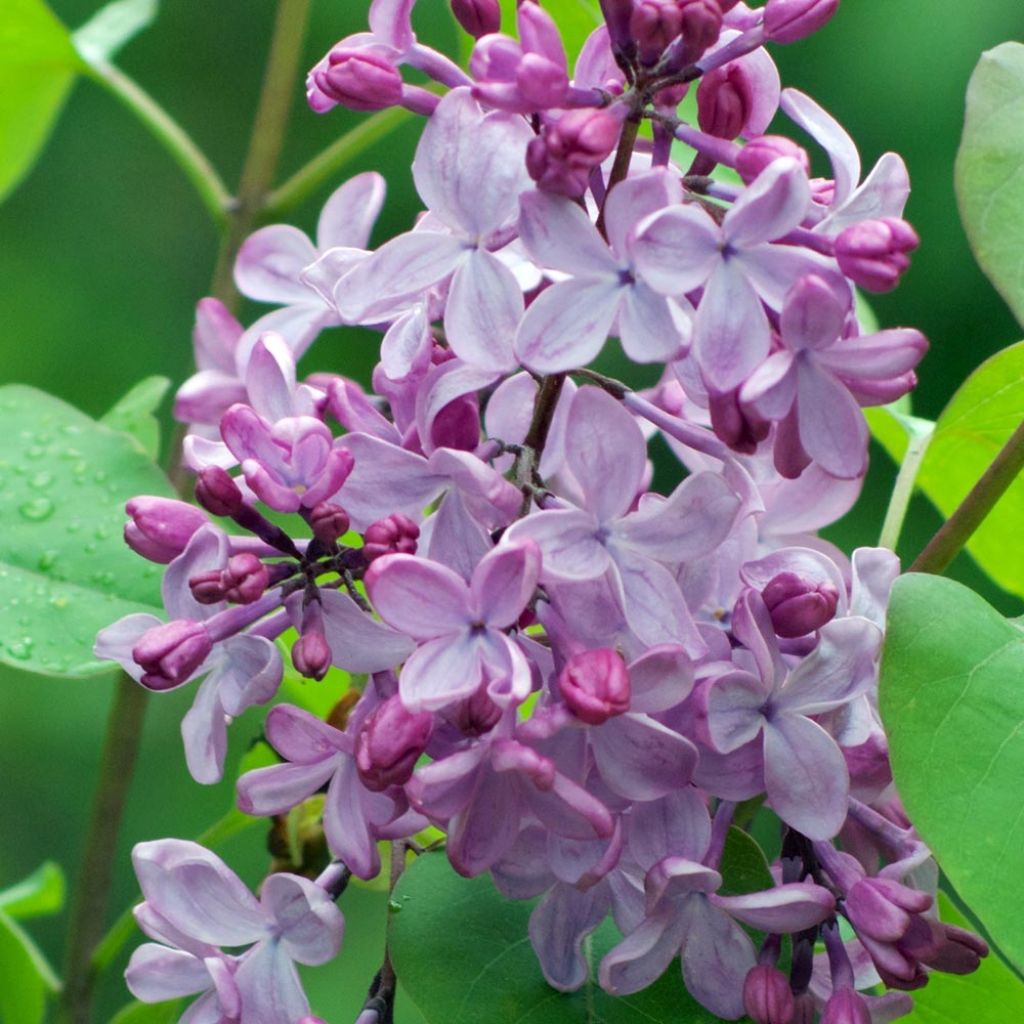 Syringa vulgaris - Lillà comune