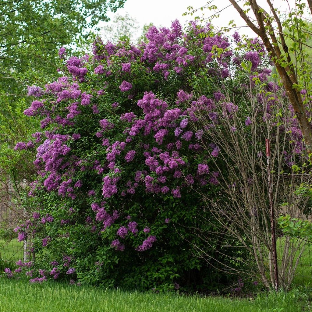 Syringa vulgaris - Lillà comune