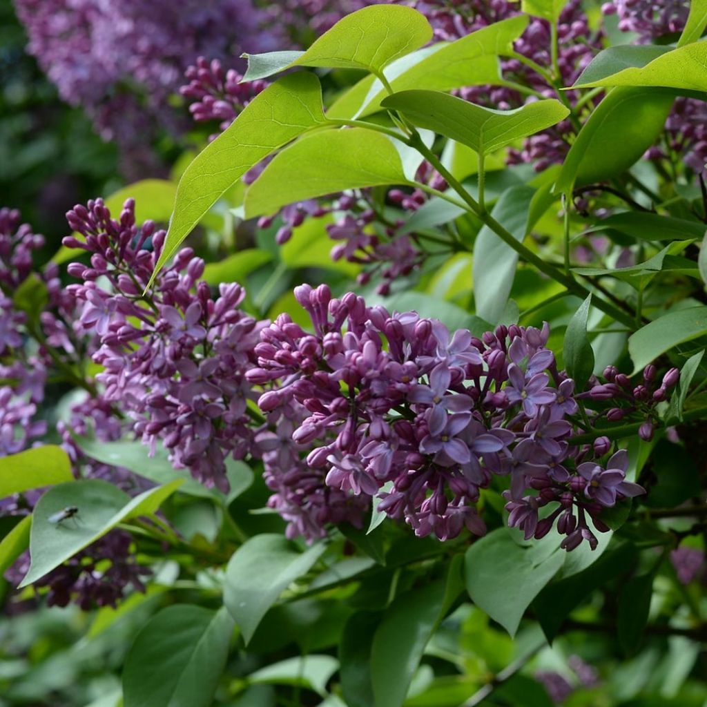 Syringa vulgaris - Lillà comune