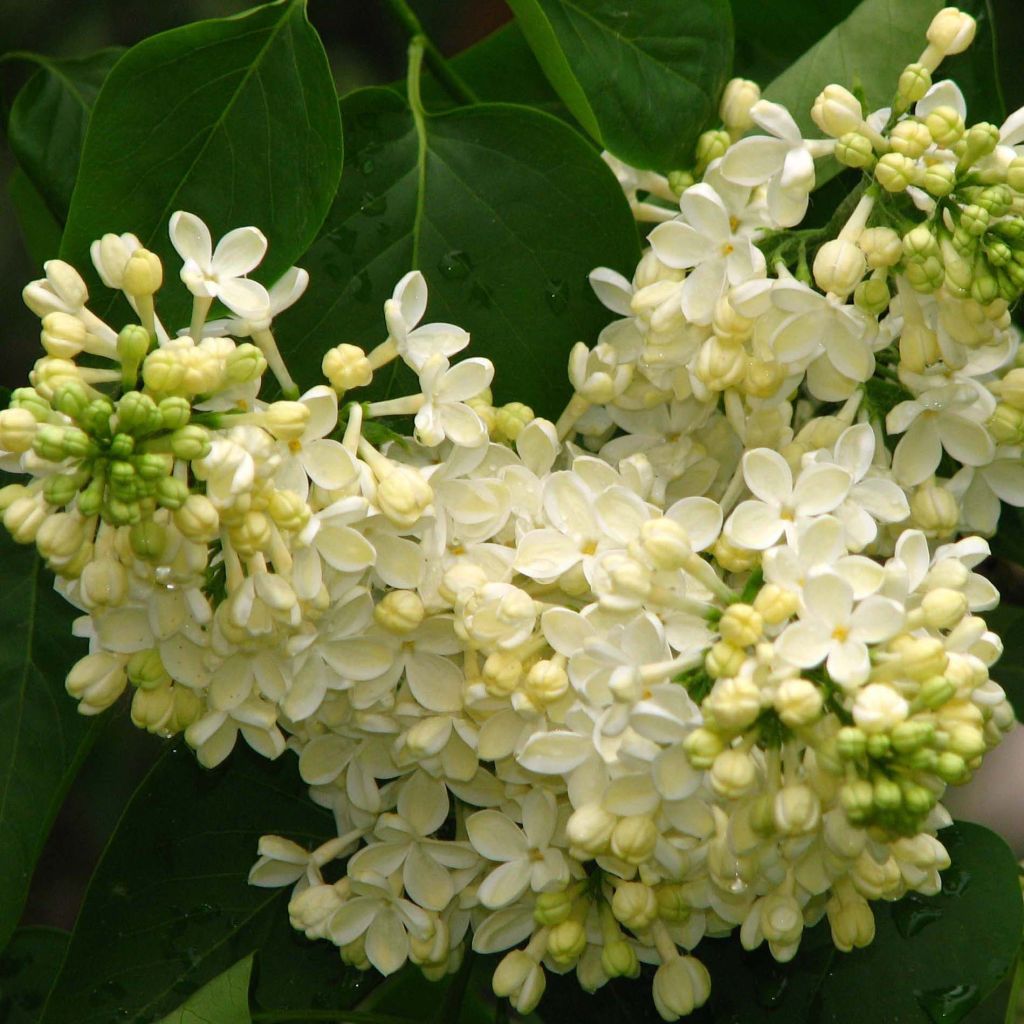 Lilas - Syringa vulgaris Dentelle d'Anjou