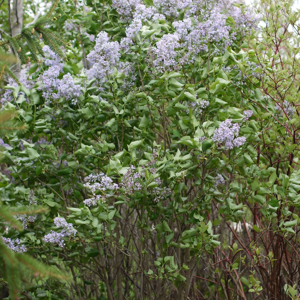 Lilas - Syringa vulgaris Président Grevy