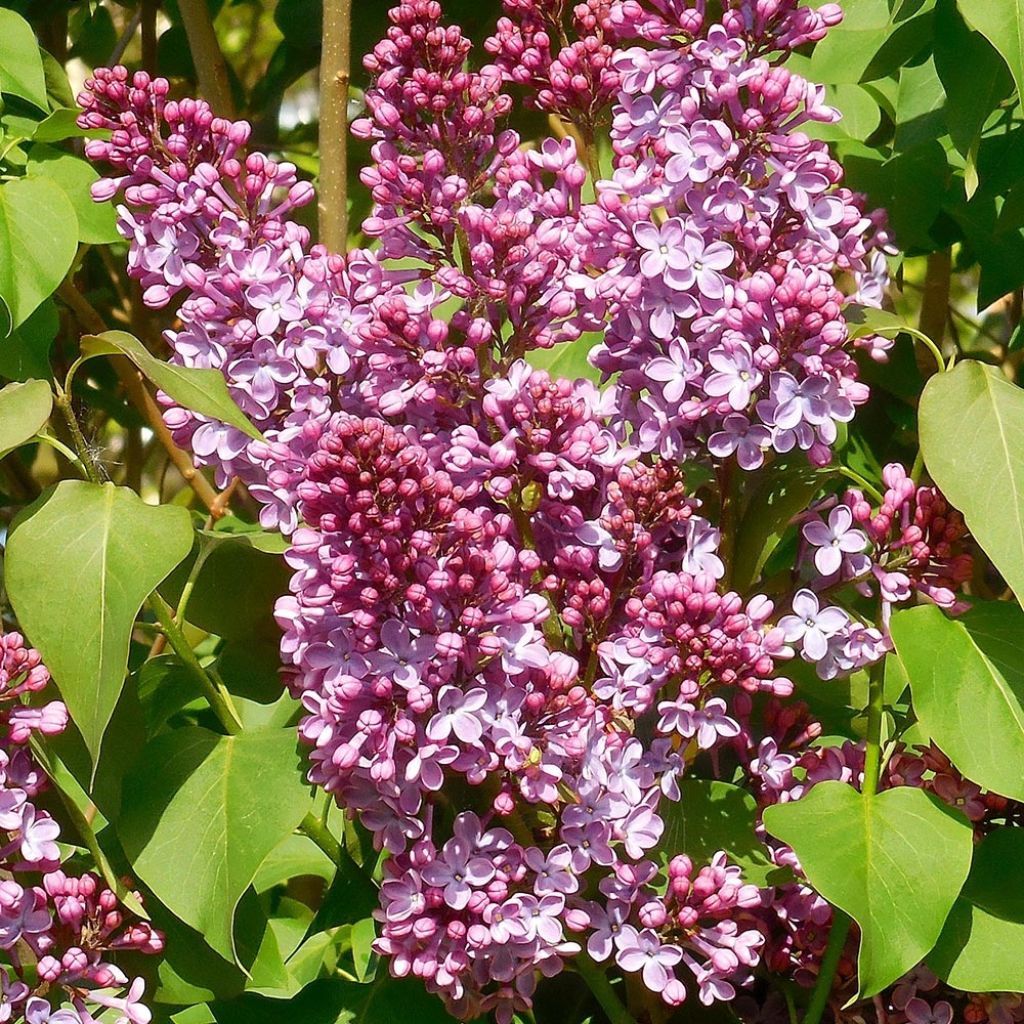 Lilas - Syringa vulgaris Princesse Sturdza