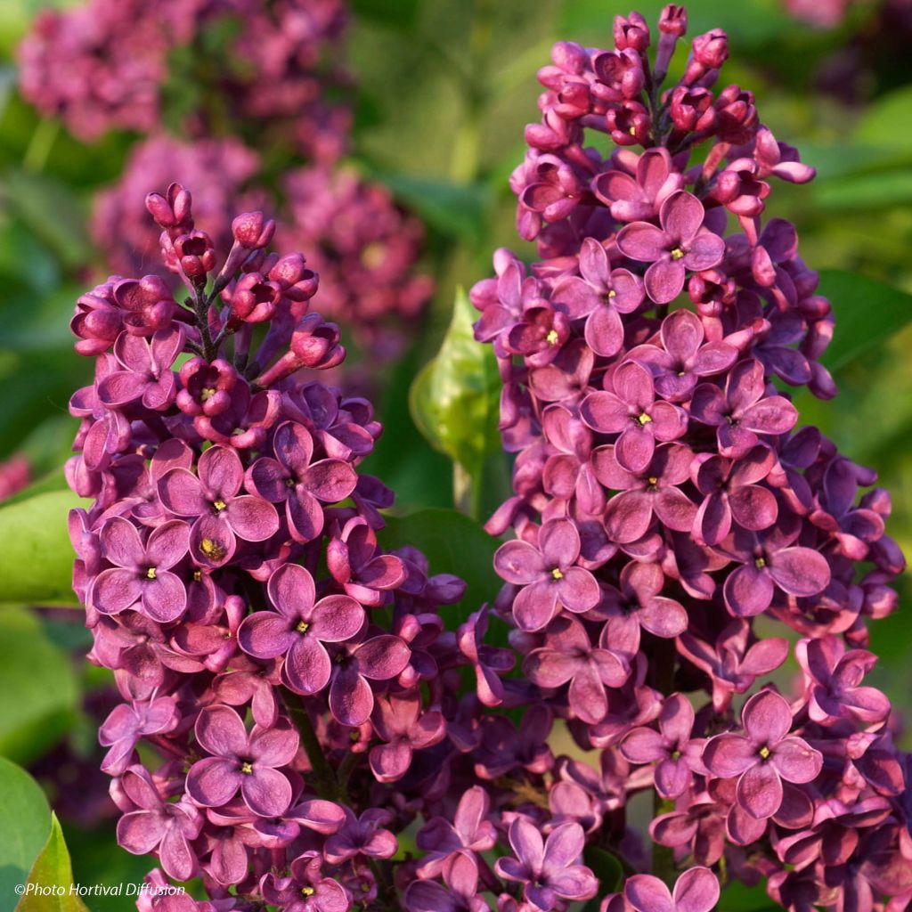 Lilas - Syringa vulgaris Souvenir de Louis Spaeth