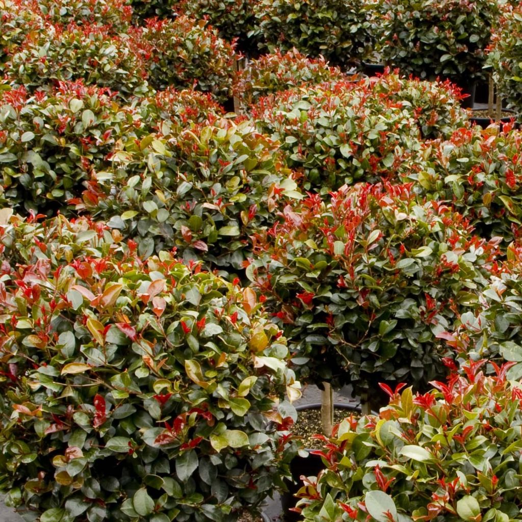 Syzygium australe Big Red