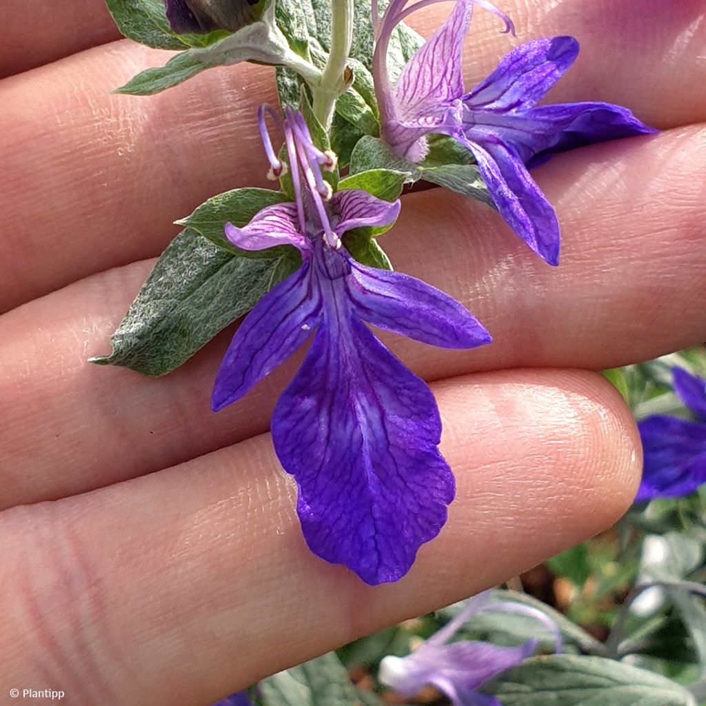 Teucrium Indyho