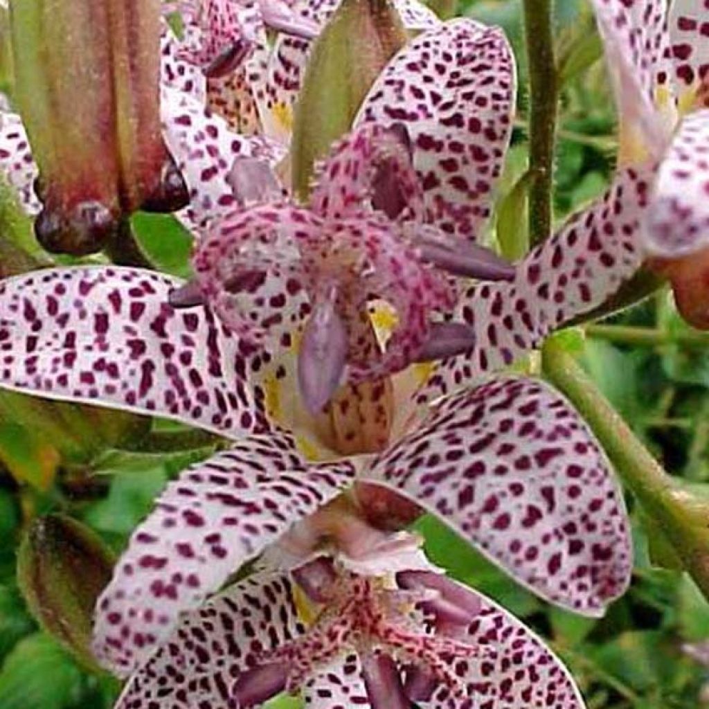 Tricyrtis hirta Miyazaki