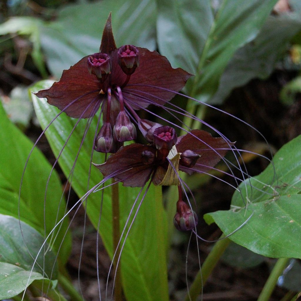 Tacca chantrieri - Fleur Chauve-souris