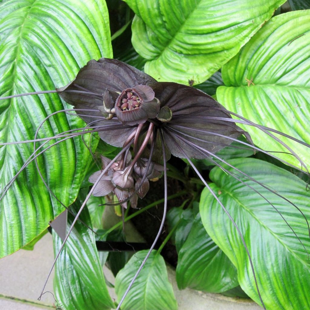 Tacca chantrieri - Fleur Chauve-souris