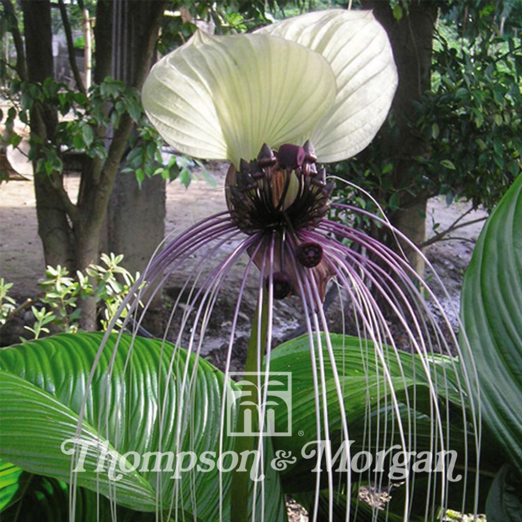 Tacca Chantrieri Nivea 