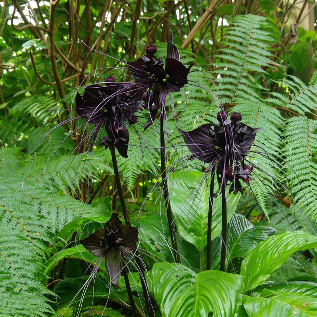 Tacca chantrieri - Fiore Pipistrello