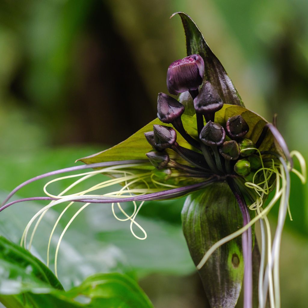 Tacca chantrieri - Fiore Pipistrello