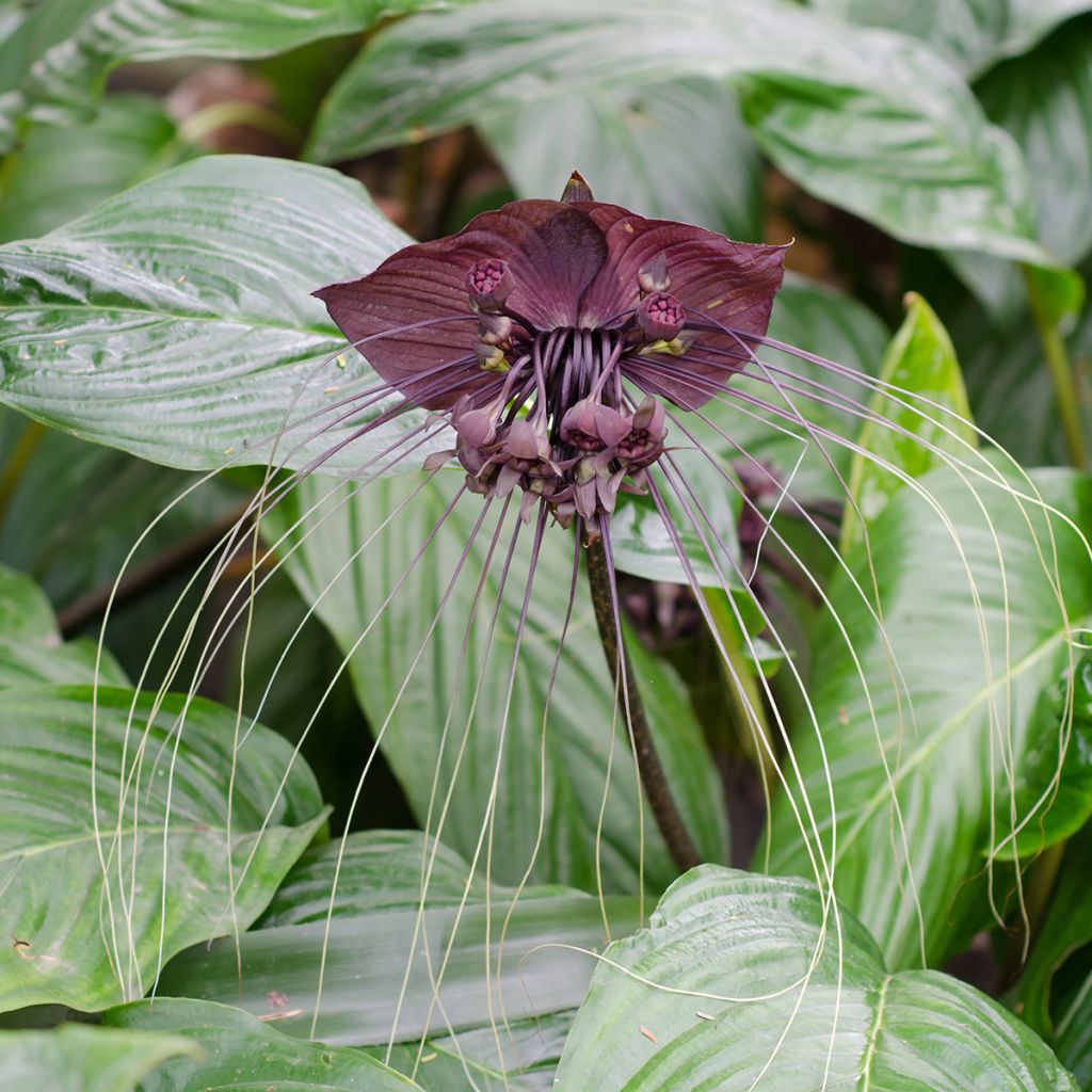 Tacca chantrieri - Fiore Pipistrello