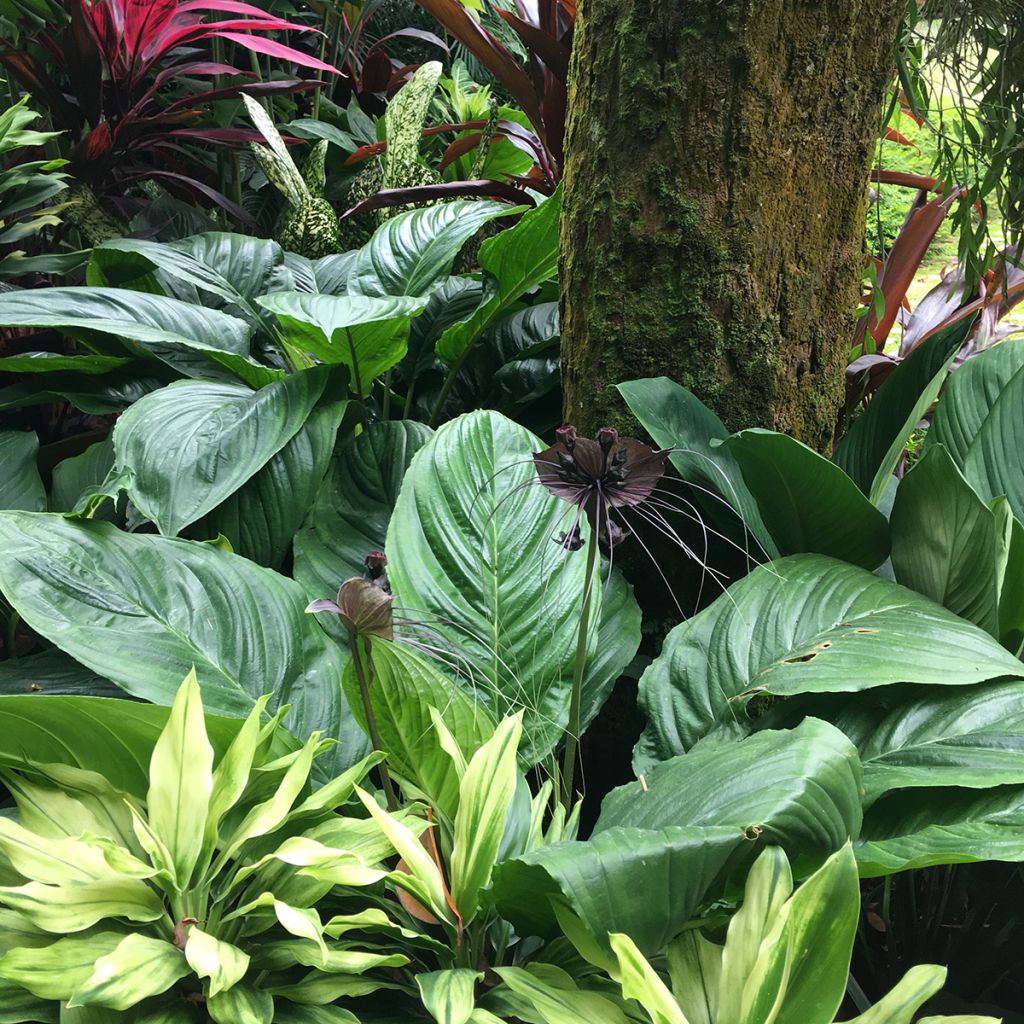 Tacca chantrieri - Fiore Pipistrello