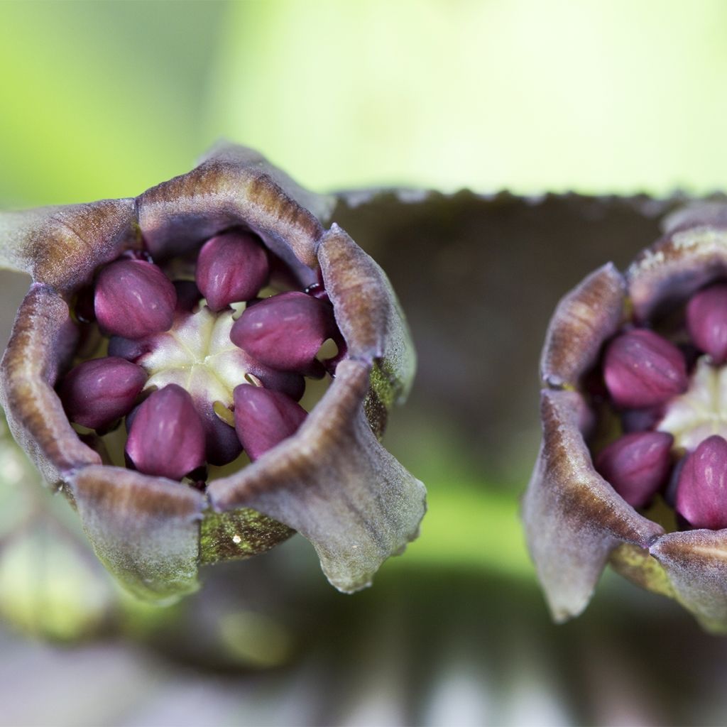 Tacca integrifolia Nivea - Bulbe - Fleur Chauve-souris blanche