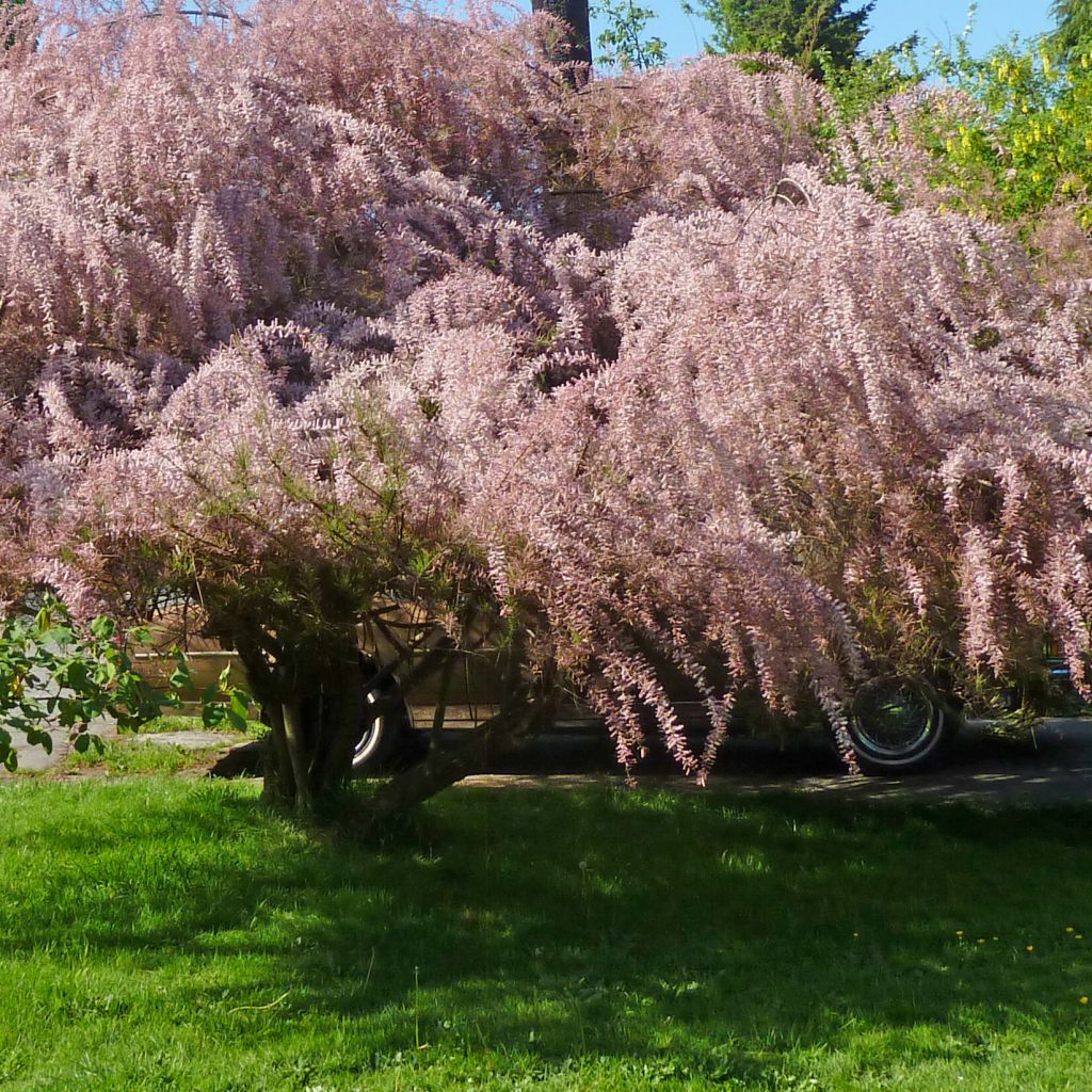 Tamarix tetrandra - Tamerice tetrandra