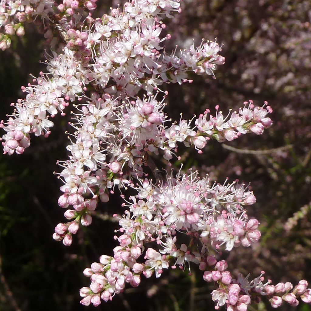 Tamarix tetrandra - Tamerice tetrandra