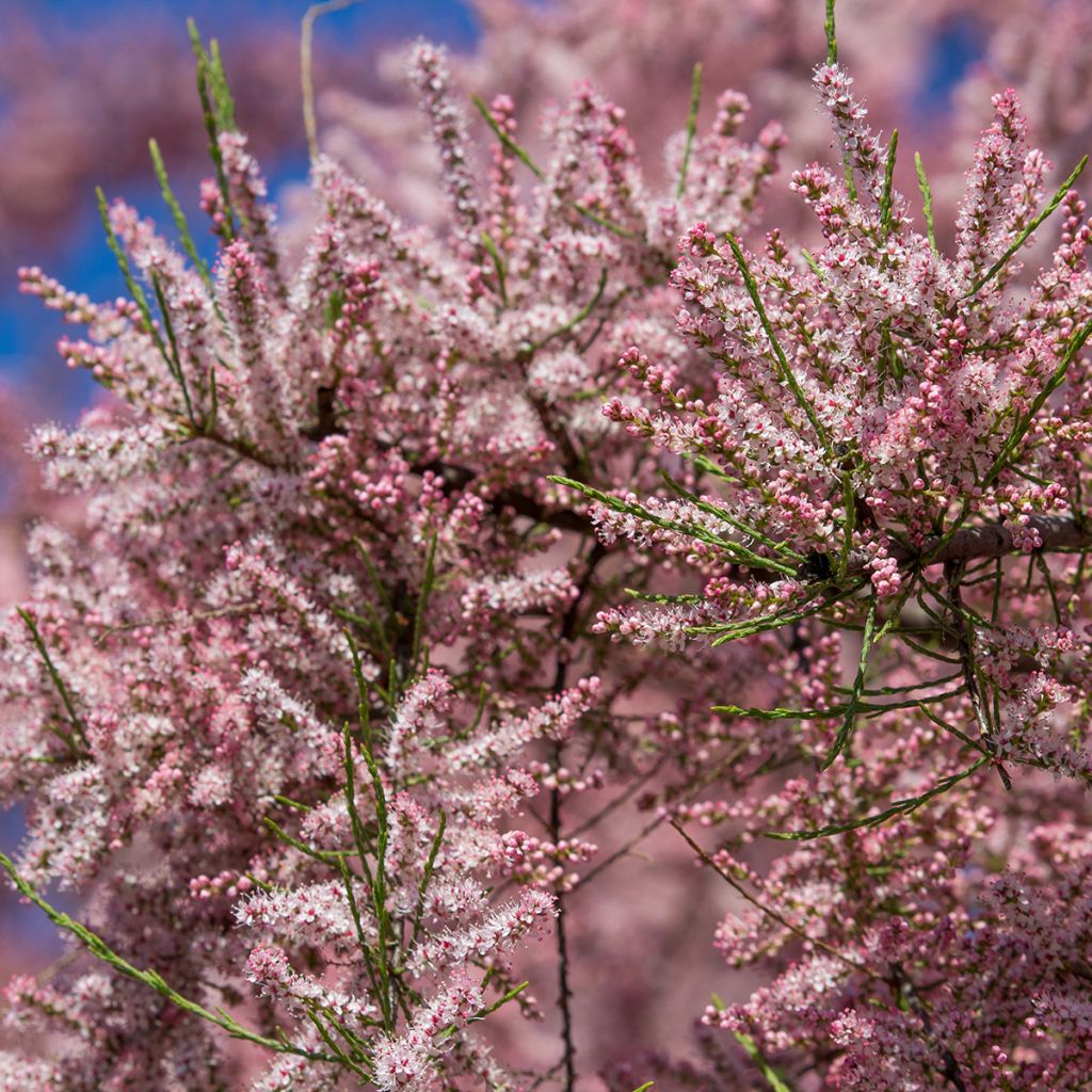 Tamarix gallica - Tamaris français, Tamaris commun